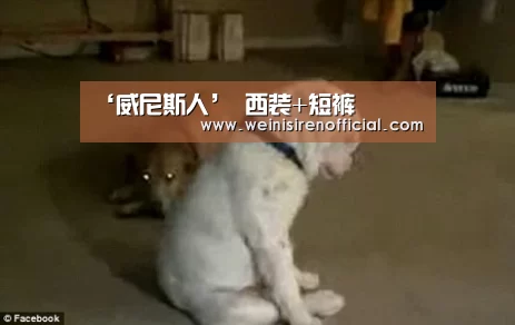 ‘威尼斯人’
西装+短裤(图41) 澳门威尼斯人娱乐城