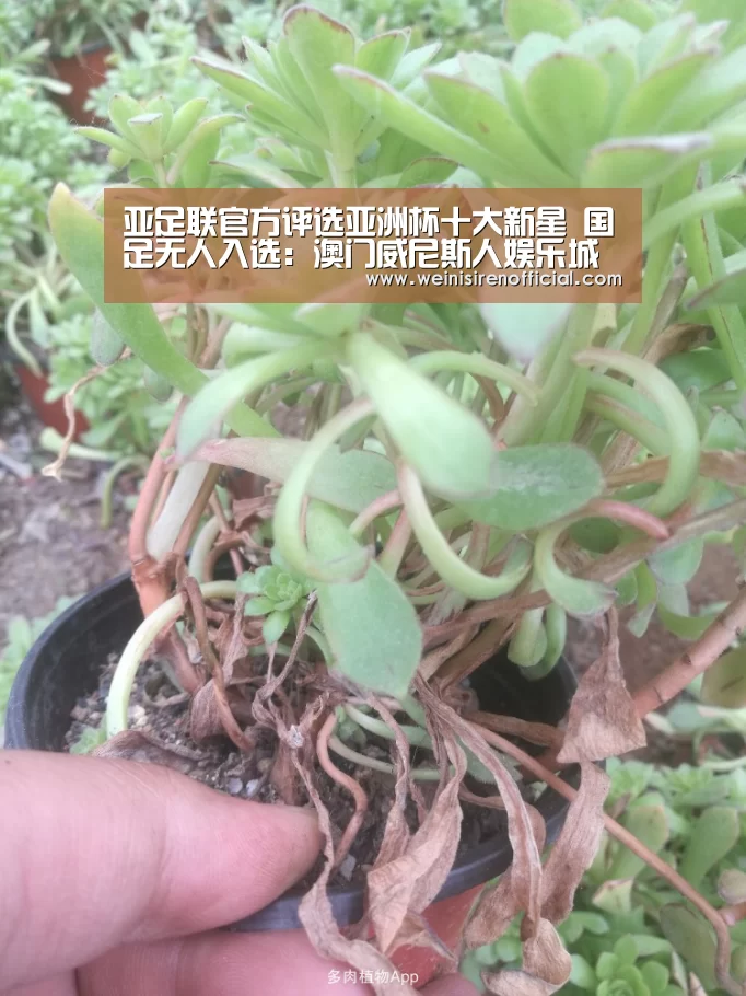 澳门威尼斯人娱乐城