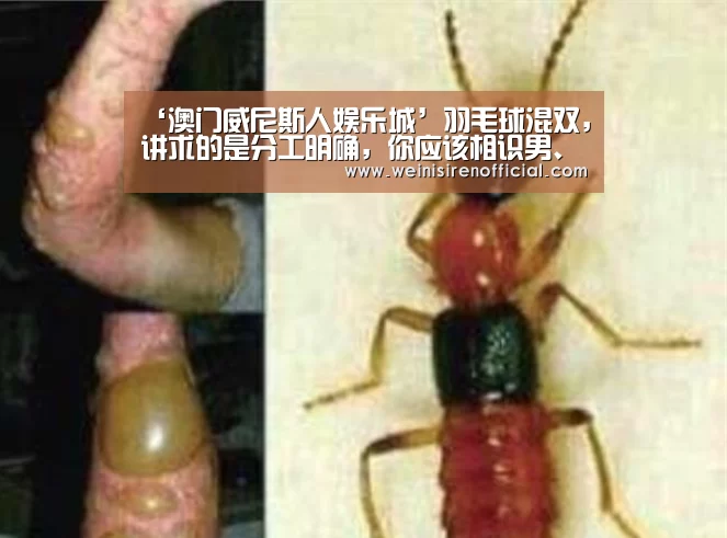 ‘澳门威尼斯人娱乐城’羽毛球混双,讲求的是分工明确,你应该相识男、女队员各自的继承(图3) 威尼斯人娱乐场